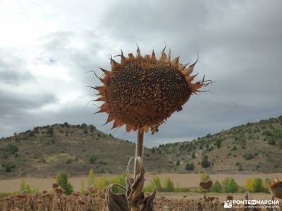 Valle de los Milagros-Cueva de la Hoz; los cerezos en flor senderismo con niños alpujarras granada 